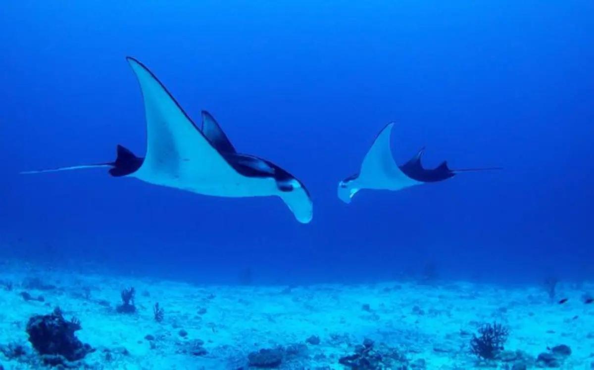 White Sandy Beach-Best Manta Snorkeling Tethi Exterior photo